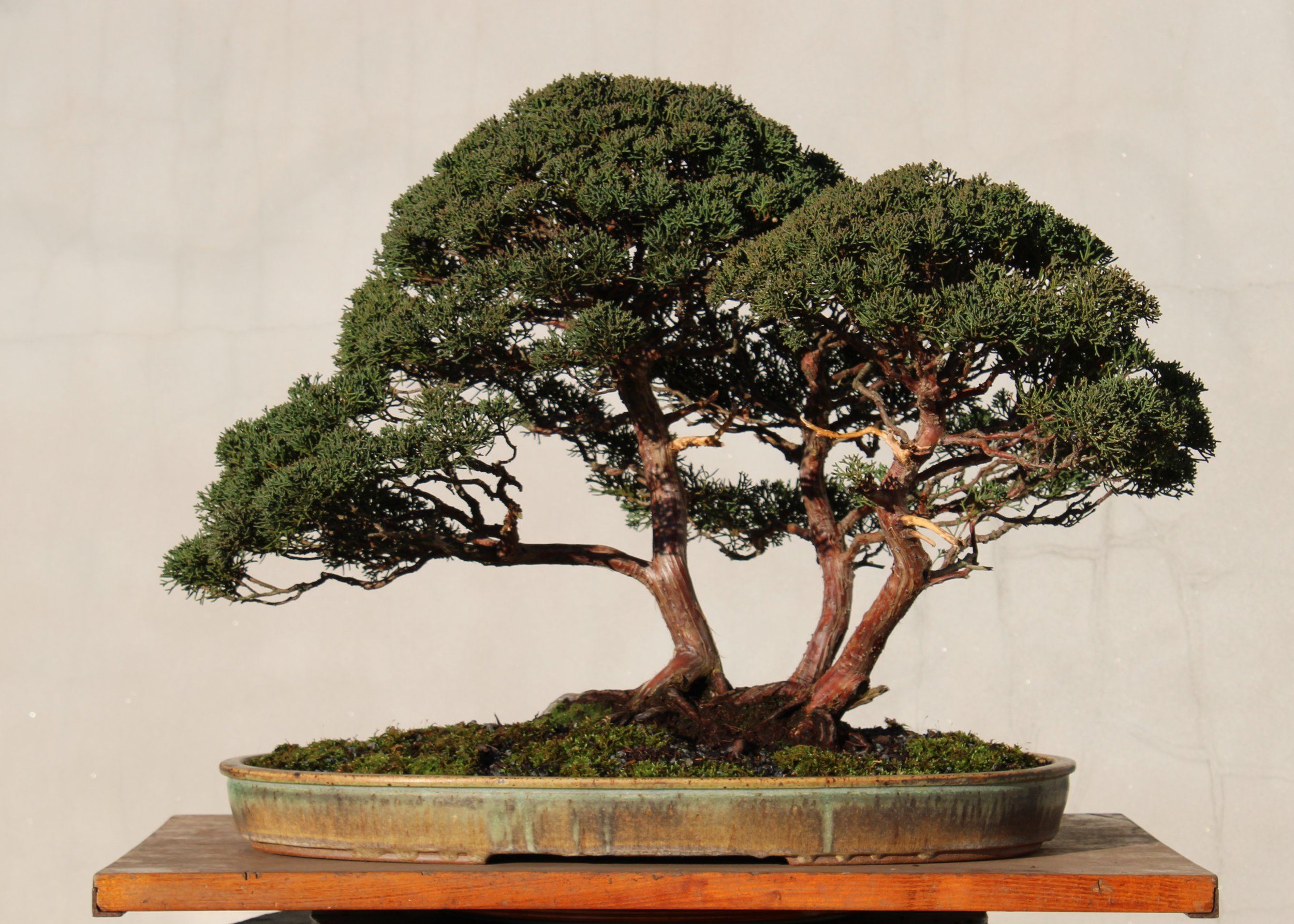 native villageネイティブビレッジShade of a tree Rest in the Shade of the Trees — The Curator's Journal